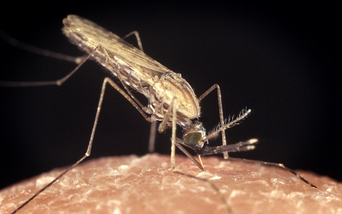 Un hongo en los genitales de los mosquitos para combatir la malaria
